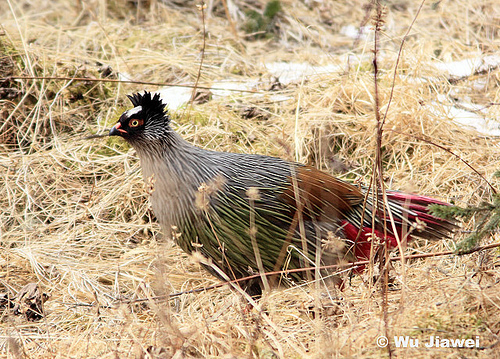 blood-ithaginis cruentus berezowskii - BLOOD-Ithaginis cruentus cruentus