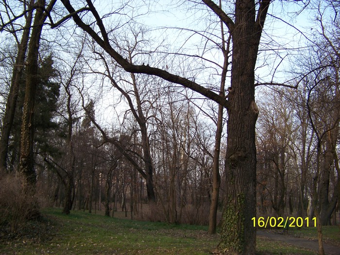 100_8990 - Parcul Botanic Timisoara