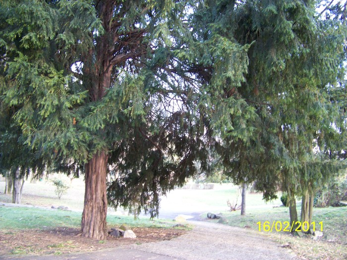 100_8995 - Parcul Botanic Timisoara