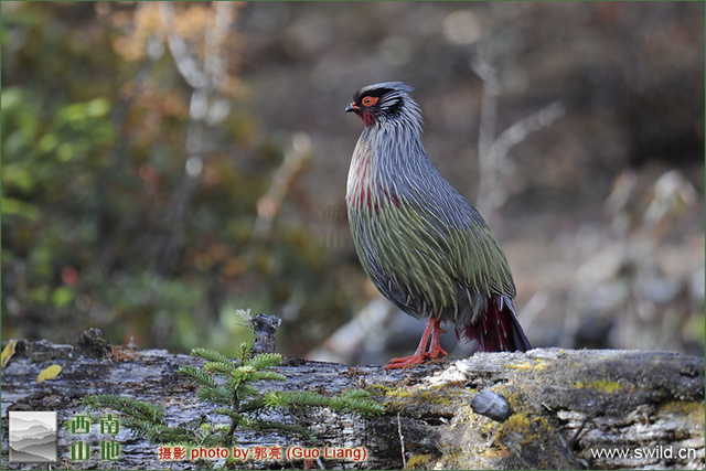 blood- ithaginis cruentus clarkei