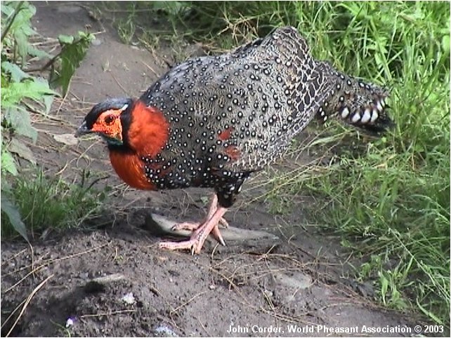 t. west-melanocephalus - western-T melanocephalus