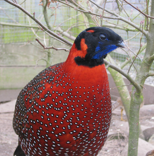 tragopan satir - satyr-T satyra