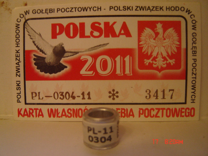 polonia 11 - y-inele Polonia