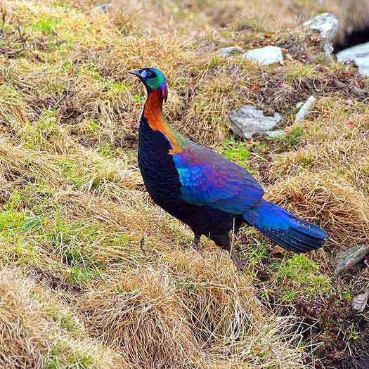 chinese monal -lophophorus lhuysii - chinese-L lhuysii