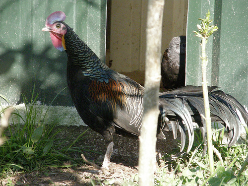 green  junglefowl - green-G varius