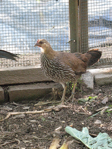 grey junglefowl 02 - grey-G sonnerati