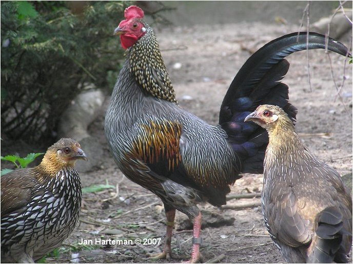 grey junglefowl 04