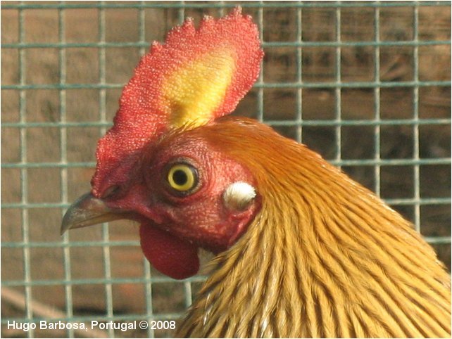 ceylon junglefowl 01 - ceylon-G lafayettei