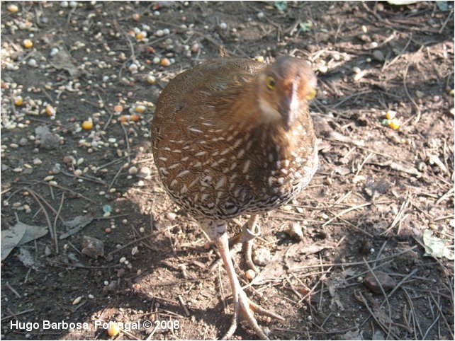 ceylon junglefowl 02 - ceylon-G lafayettei