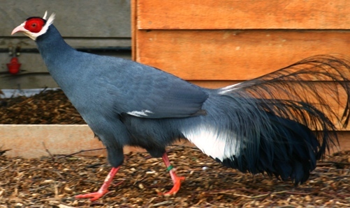 blue eared (hoki bleu) - blue eared-C auritum