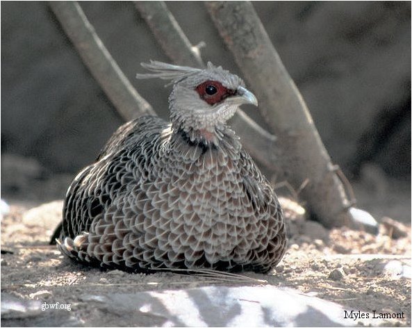 kalij-white crested