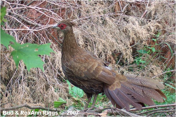 kalij-lineated - kalij-L leucomelanos