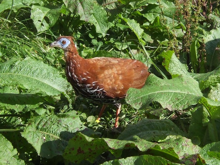 vieillot-1 - crested fireback-L ignita