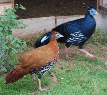 viellot - crested fireback-L ignita