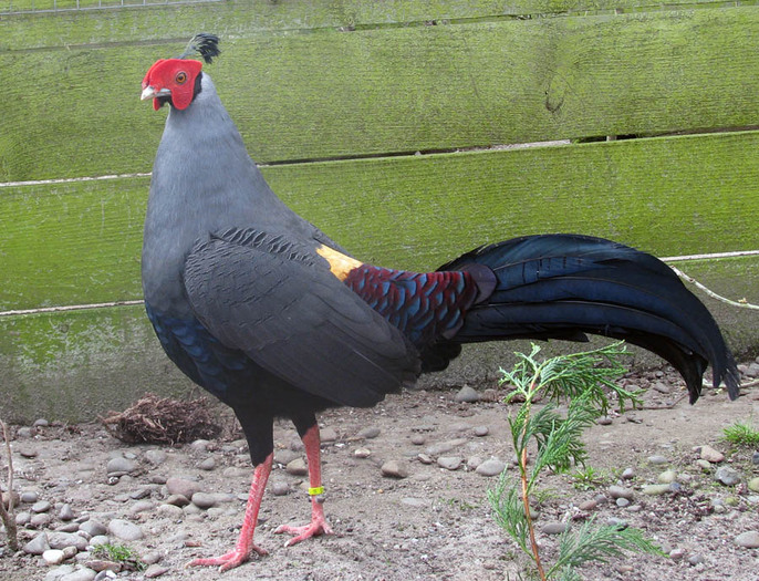 siamese fireback 01