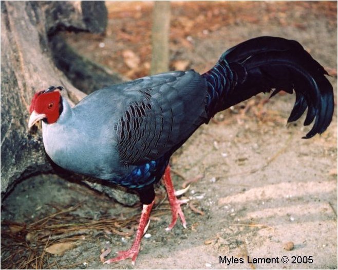 siamese fireback 02