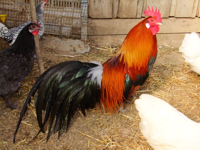 red  junglefowl-galus galus