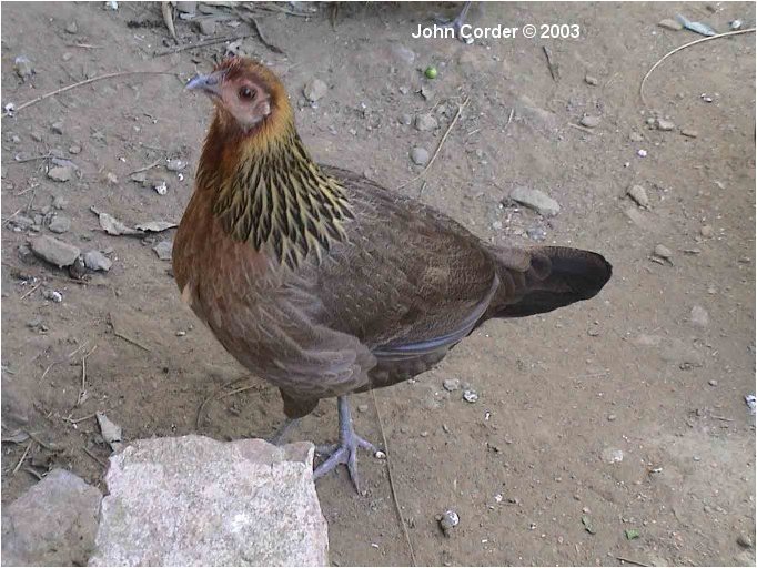 red junglefowl