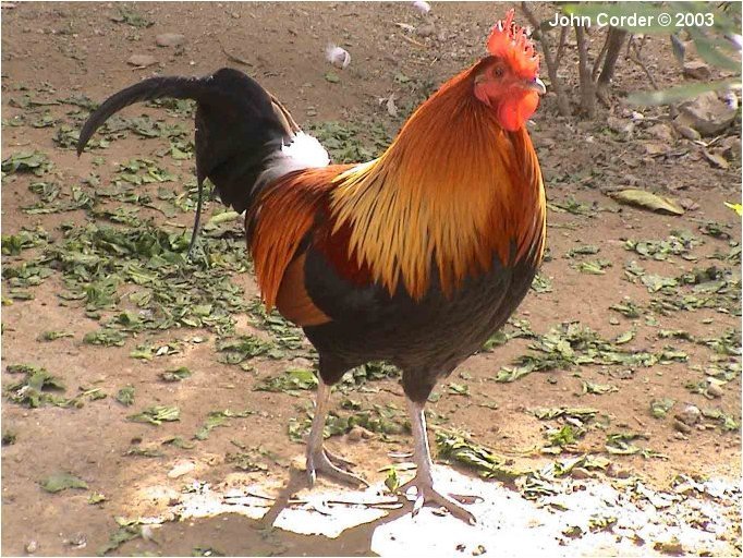 red junglefowl - red junglefowl-G gallus