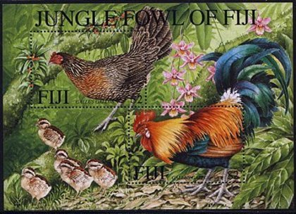 red junglefowl - galus galus