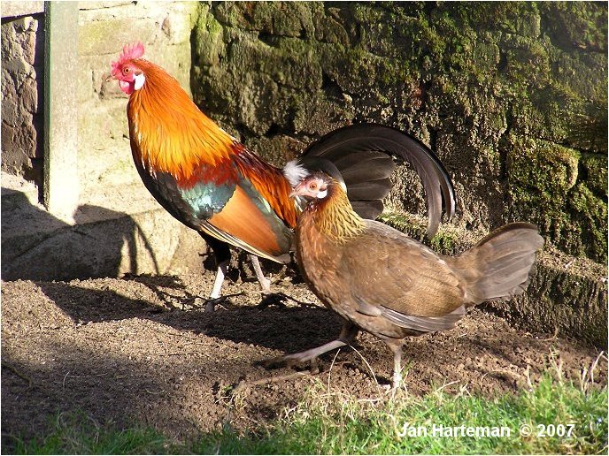 redjunglefowl - red junglefowl-G gallus