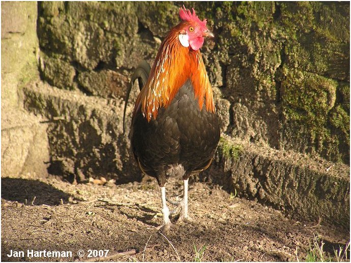 redjunglefowl - red junglefowl-G gallus