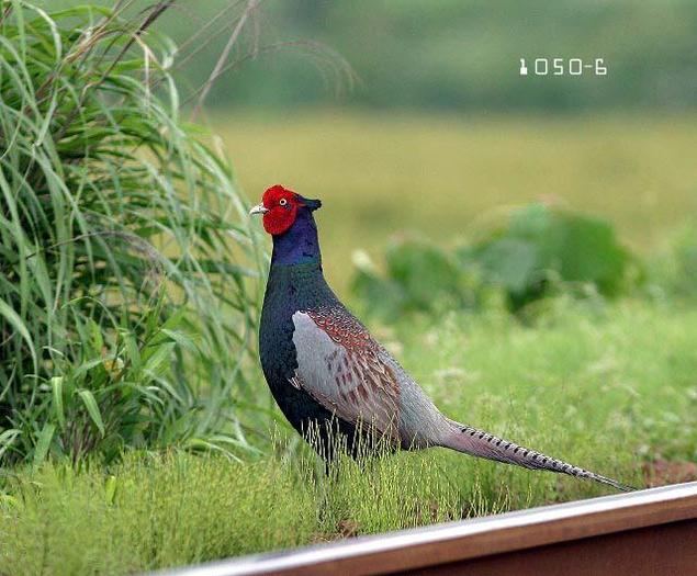 colchicus robustipes (japonez) - comun-P colchicus