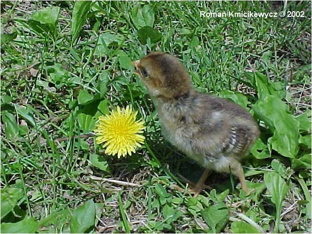 golden - golden-C pictus