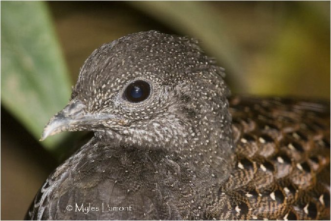 mountain peacock - mountain-P inopinatum