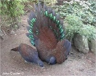 mountain peacock