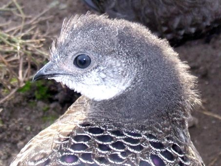 grey-pui - grey-P bicalcaratum