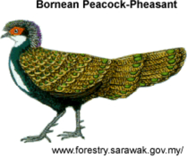 bornean2 - bornean-P schleiermacheri