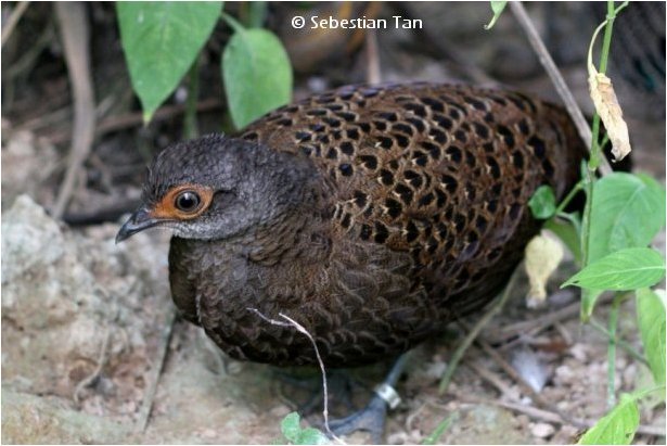 bornean peacock pheasant -