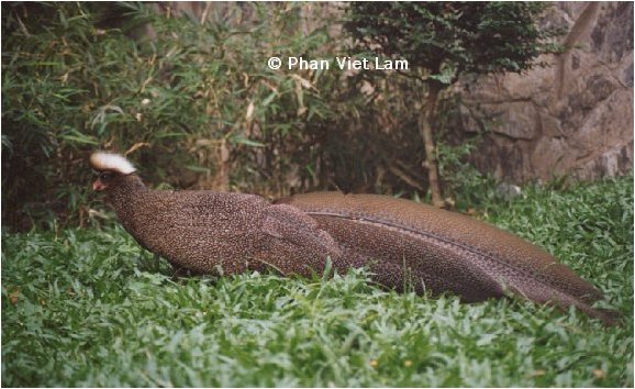 crested_argus-rheinartia ocellata - CRESTED ARGUS-Rheinartia