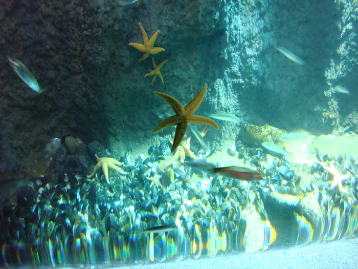 DSC06598 - AQUARIUM LONDRA