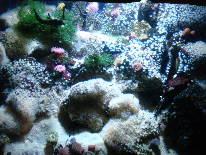 DSC06613 - AQUARIUM LONDRA