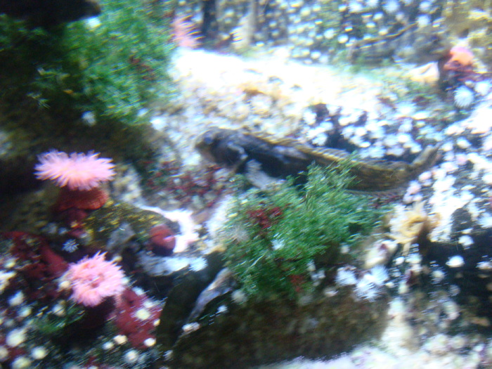 DSC06614 - AQUARIUM LONDRA