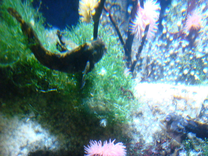 DSC06616 - AQUARIUM LONDRA