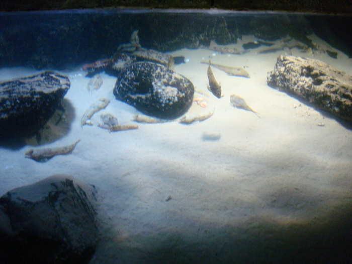 DSC06624 - AQUARIUM LONDRA