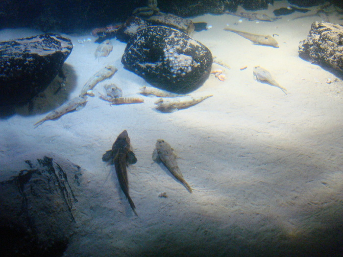 DSC06626 - AQUARIUM LONDRA