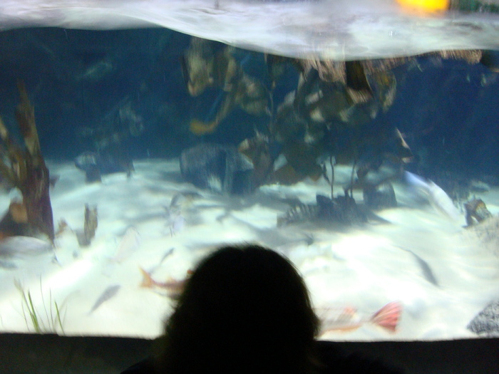 DSC06627 - AQUARIUM LONDRA
