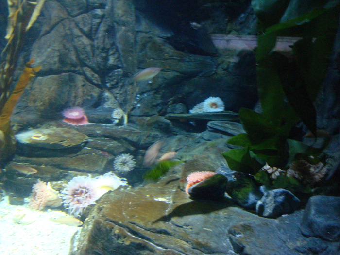 DSC06629 - AQUARIUM LONDRA