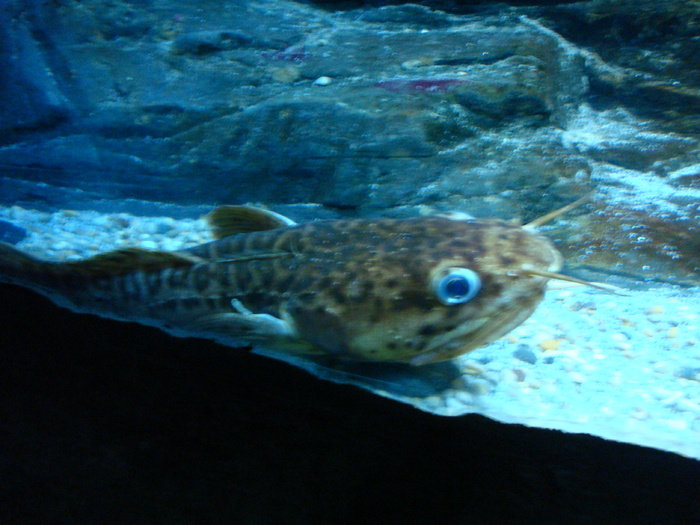 DSC06630 - AQUARIUM LONDRA