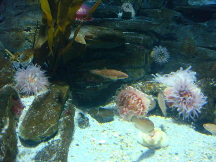 DSC06631 - AQUARIUM LONDRA