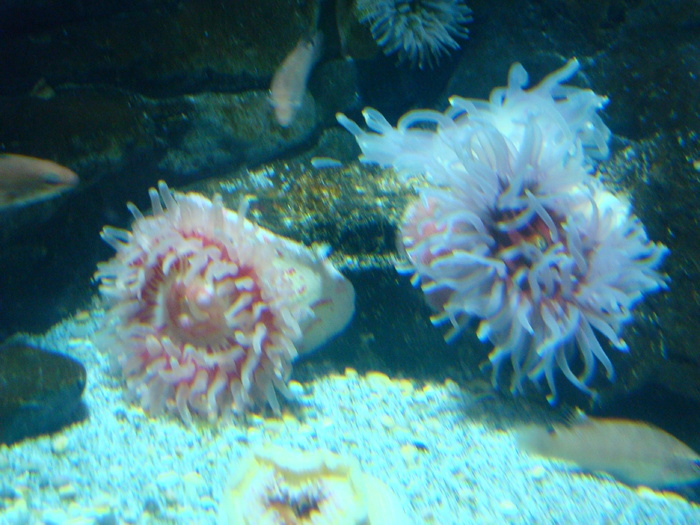 DSC06633 - AQUARIUM LONDRA