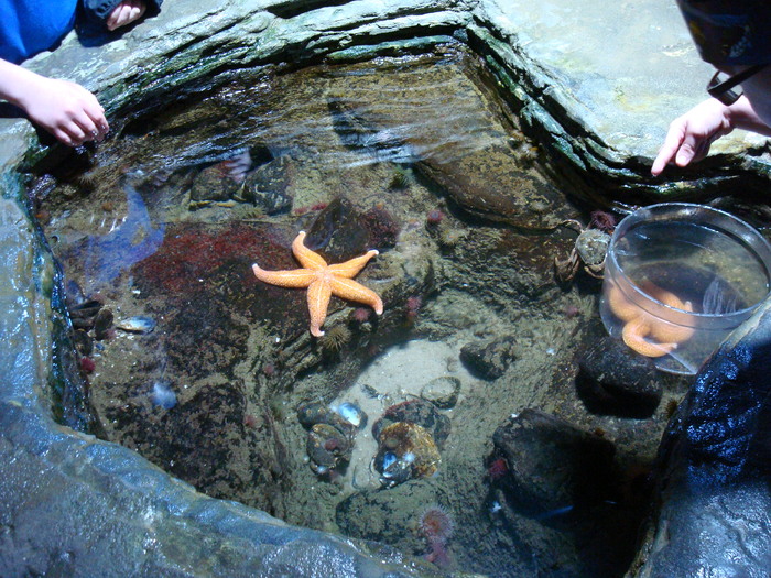 DSC06653 - AQUARIUM LONDRA