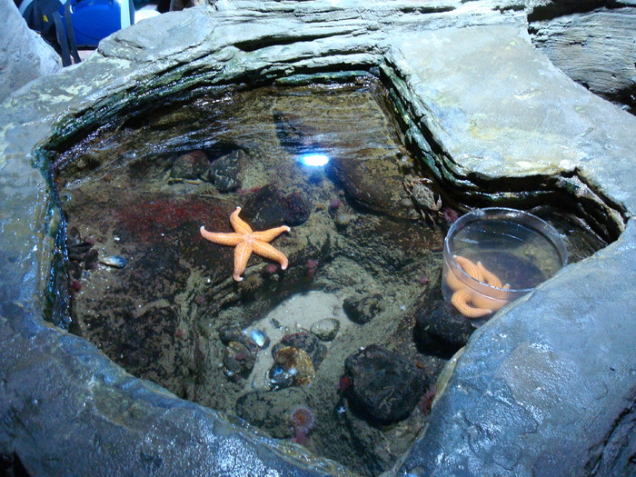 DSC06655 - AQUARIUM LONDRA