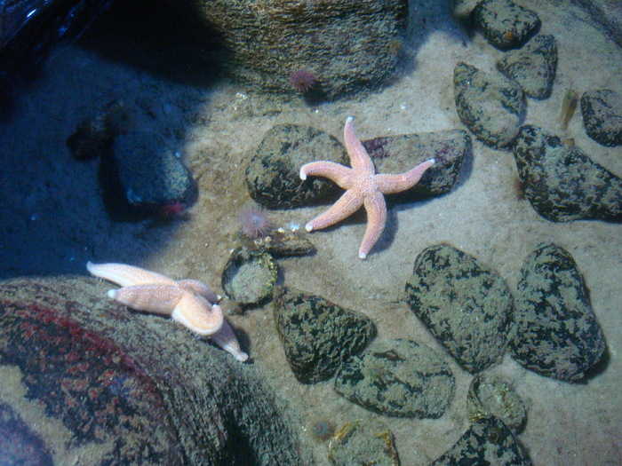 DSC06657 - AQUARIUM LONDRA