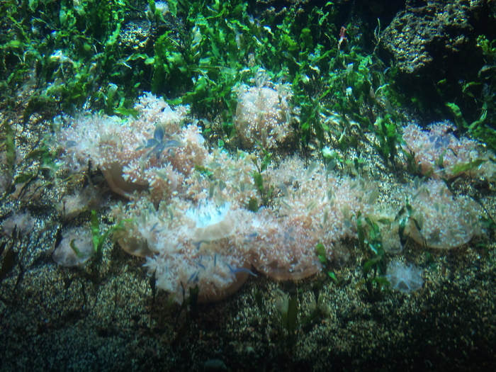 DSC_0015 - AQUARIUM LONDRA