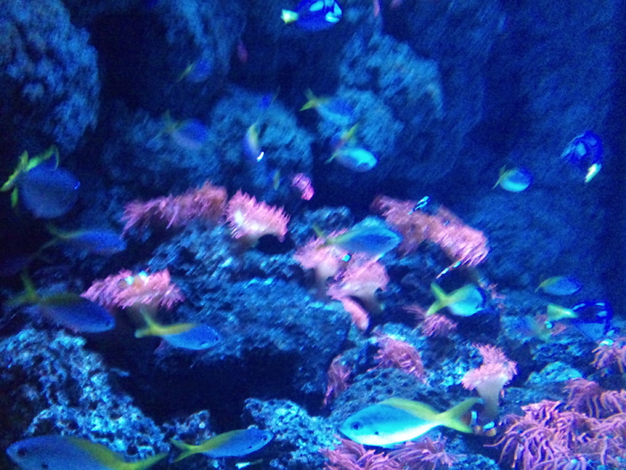 DSC_0016 - AQUARIUM LONDRA